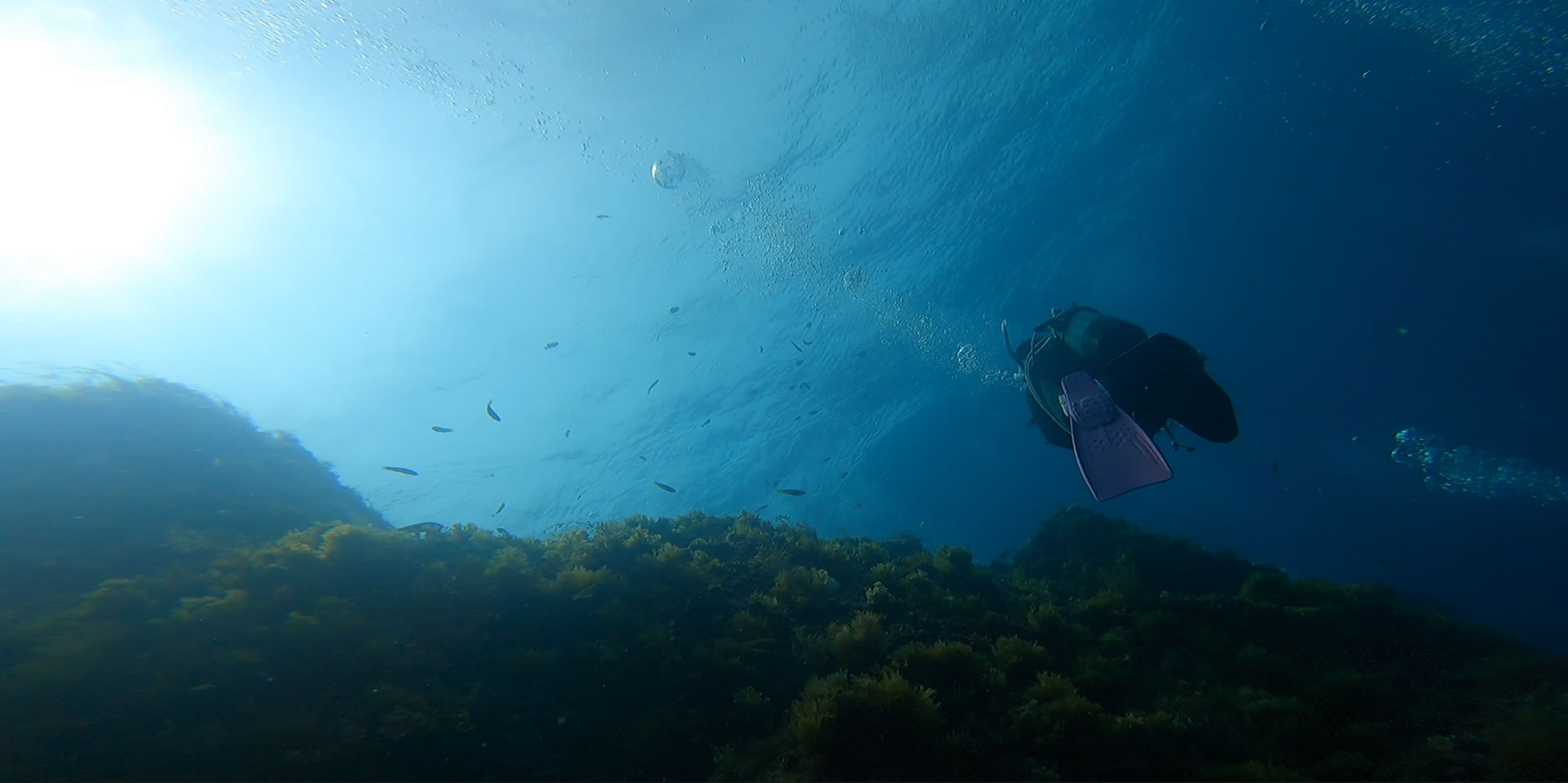 京都のダイビングライセンスはリュウムへ