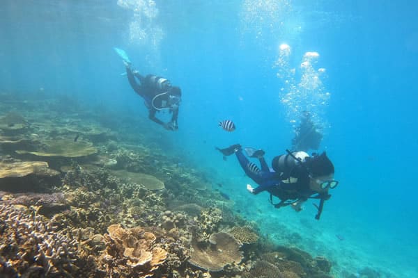 ダイビング串本のサンゴ