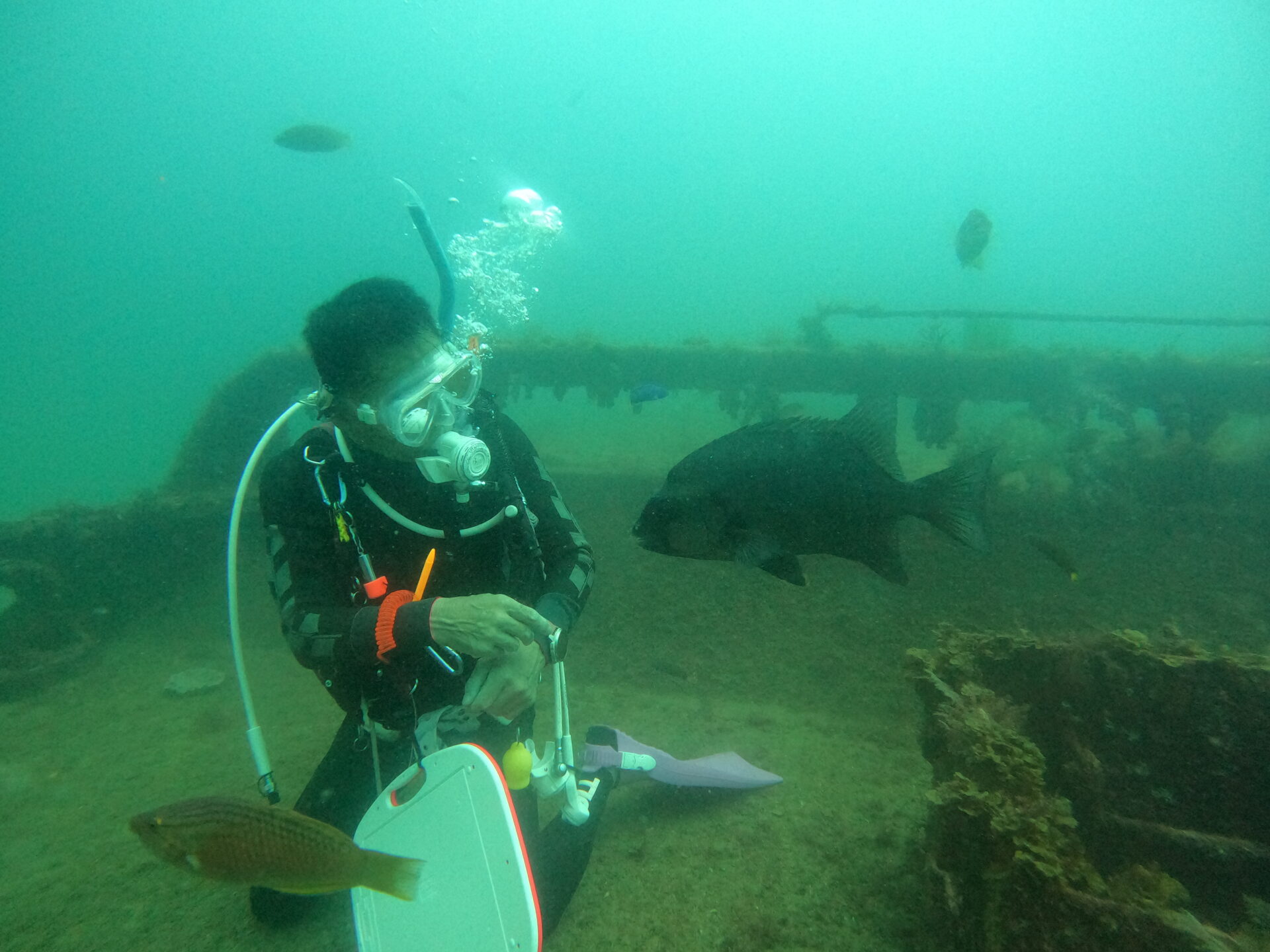 ダイバーの近くを泳ぐ黒石鯛