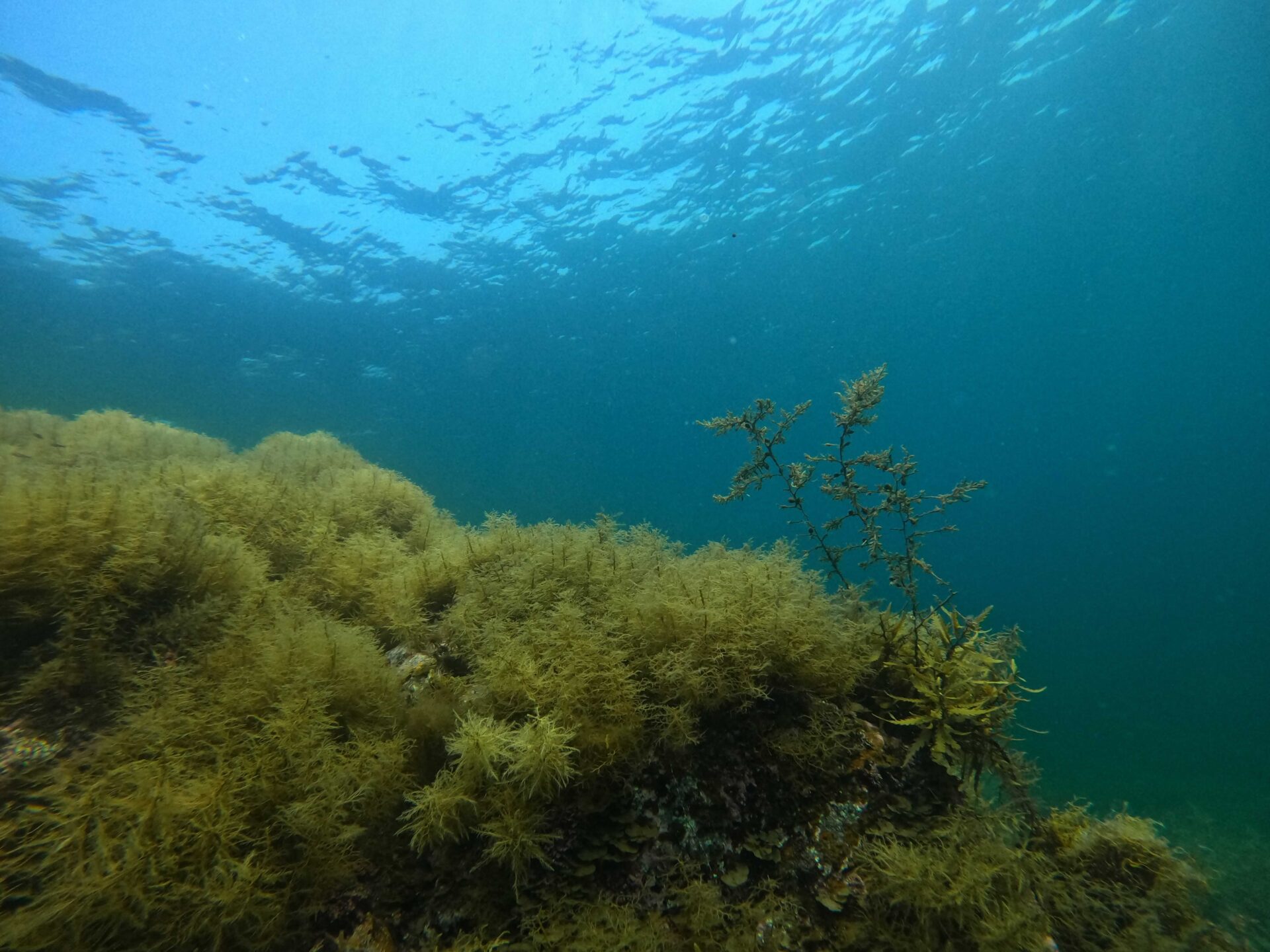 豊かな海藻に囲まれた水中の景色