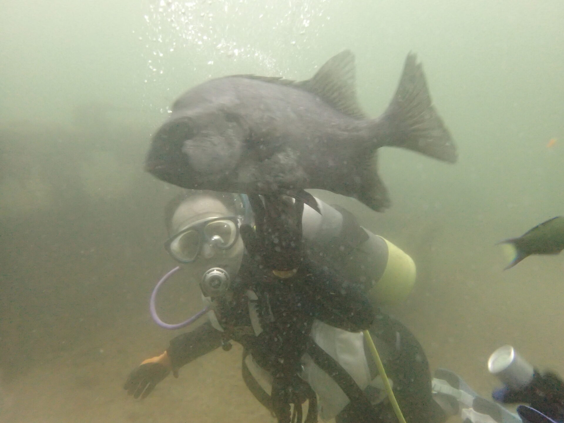 ダイビングタイと遊ぶ