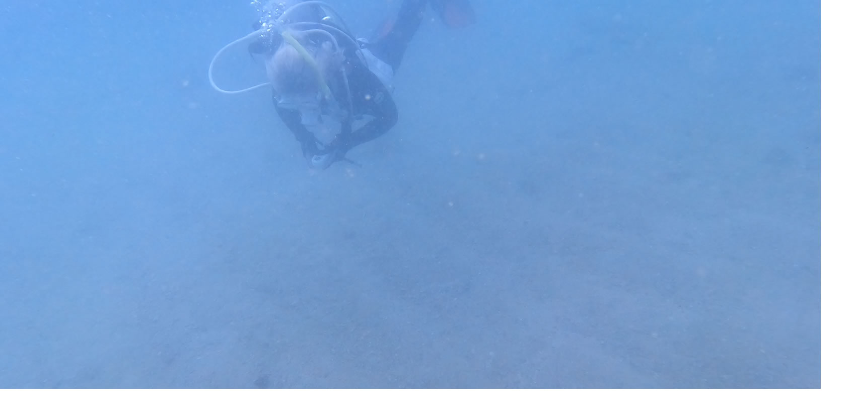 白浜の海を泳ぐダイバー
